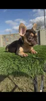 Luna, a female French Bulldog for sale in Houston, TX – Photo 1 of 3