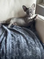 Holly , a female French Bulldog for sale in Houston, TX – 2 of 7