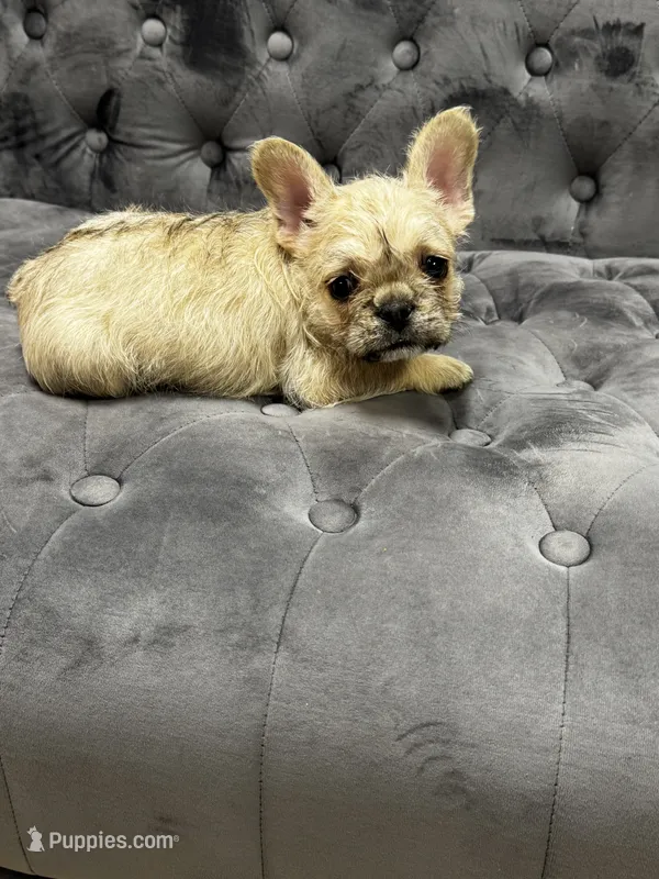 Henry – French Bulldog puppy for sale in Houston, TX