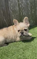 Henry, a male French Bulldog for sale in Houston, TX – 4 of 7