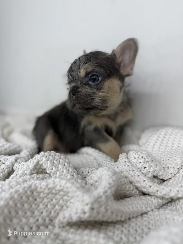 Barry – French Bulldog puppy for sale in Houston, TX