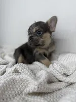 Barry, a male French Bulldog for sale in Houston, TX – 1 of 4