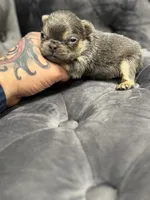 Vivi, a female French Bulldog for sale in Houston, TX – Photo 5 of 6