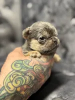 Vivi, a female French Bulldog for sale in Houston, TX – Photo 3 of 6