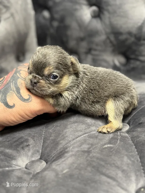 Vivi – French Bulldog puppy for sale in Houston, TX