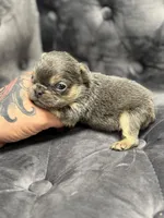 Vivi, a female French Bulldog for sale in Houston, TX – Photo 1 of 6