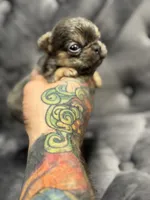 Vivi, a female French Bulldog for sale in Houston, TX – Photo 4 of 6