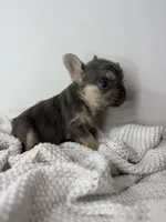 Barry, a male French Bulldog for sale in Houston, TX – 4 of 4