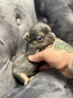 Vivi, a female French Bulldog for sale in Houston, TX – Photo 2 of 6