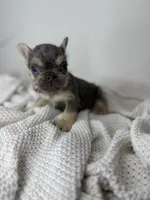 Barry, a male French Bulldog for sale in Houston, TX – 2 of 4