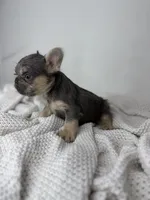 Barry, a male French Bulldog for sale in Houston, TX – 3 of 4