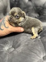 Vivi, a female French Bulldog for sale in Houston, TX – Photo 6 of 6