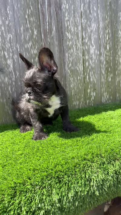 Patrick, a male French Bulldog for sale in Houston, TX – 9 of 9