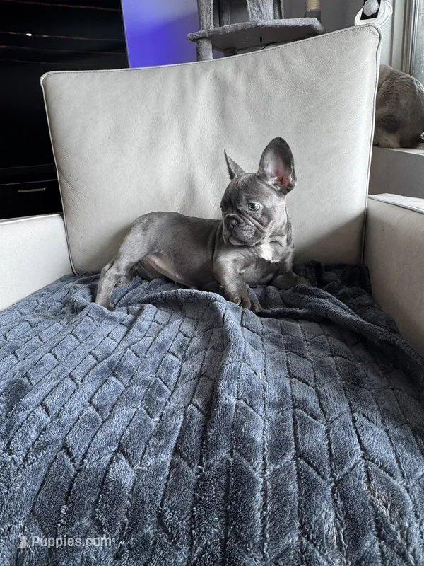 Holly  – French Bulldog puppy for sale in Houston, TX