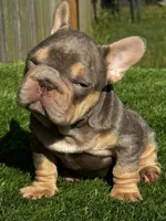 Vivi, a female French Bulldog for sale in Houston, TX – 3 of 5