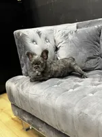 Rita , a female French Bulldog for sale in Houston, TX – 7 of 8