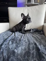 Spencer , a male French Bulldog for sale in Houston, TX – 3 of 7