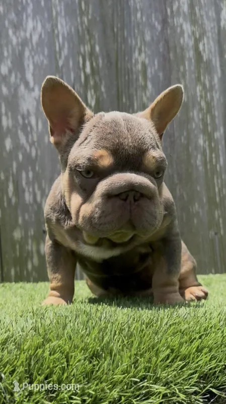 Vivi – French Bulldog puppy for sale in Houston, TX