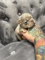 Barry, a male French Bulldog for sale in Houston, TX – Photo 5 of 5