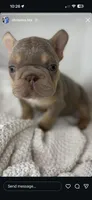 Vivi, a female French Bulldog for sale in Houston, TX – 2 of 5