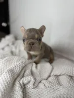 Vivi, a female French Bulldog for sale in Houston, TX – 5 of 5