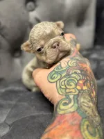 Barry, a male French Bulldog for sale in Houston, TX – Photo 4 of 5