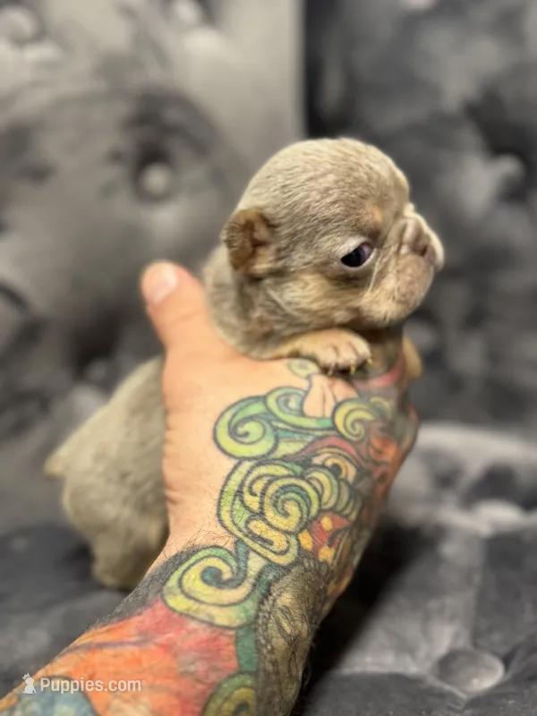 Barry – French Bulldog puppy for sale in Houston, TX