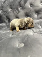 Barry, a male French Bulldog for sale in Houston, TX – Photo 2 of 5