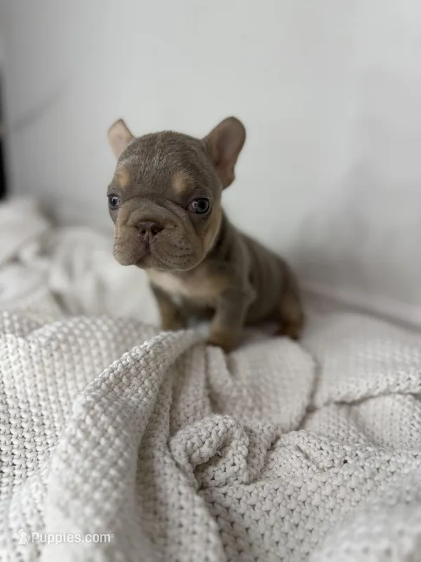 Vivi – French Bulldog puppy for sale in Houston, TX