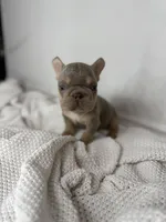 Vivi, a female French Bulldog for sale in Houston, TX – 3 of 5