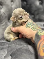 Barry, a male French Bulldog for sale in Houston, TX – Photo 3 of 5