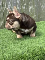 Nico, a male French Bulldog for sale in Houston, TX – 3 of 6