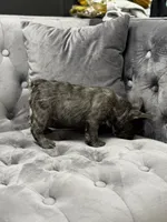 Rita , a female French Bulldog for sale in Houston, TX – 3 of 8