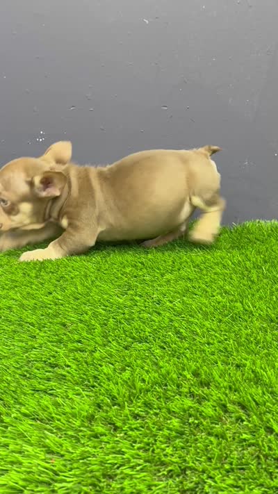 Finn, a male French Bulldog for sale in Houston, TX – 3 of 4