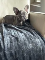 Holly , a female French Bulldog for sale in Houston, TX – 4 of 7