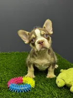 Bruno, a male French Bulldog for sale in Houston, TX – 3 of 3