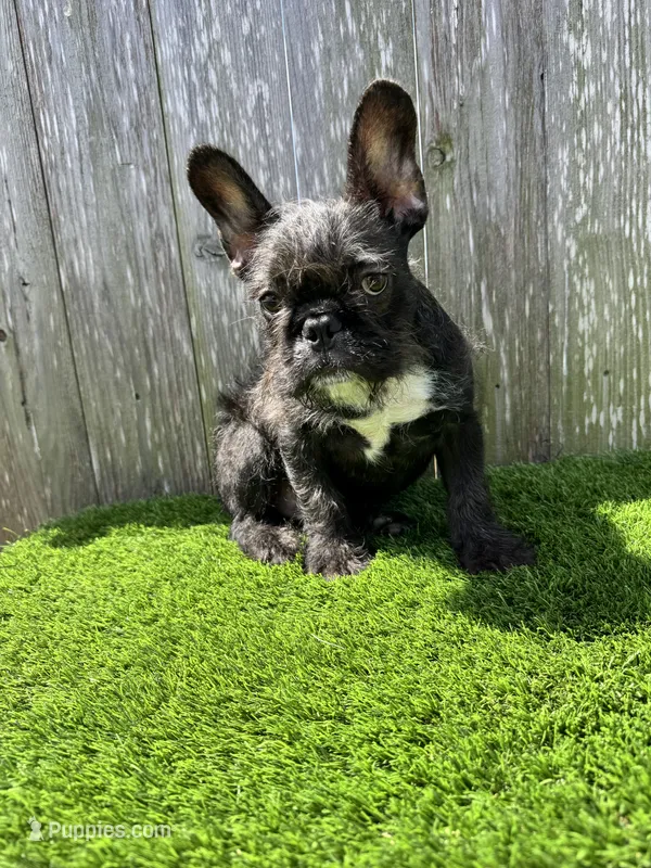 Patrick – French Bulldog puppy for sale in Houston, TX