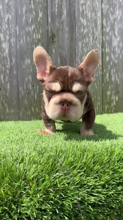 Luka, a male French Bulldog for sale in Houston, TX – 6 of 7