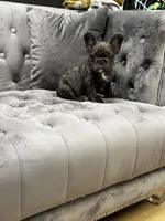 Rita , a female French Bulldog for sale in Houston, TX – 2 of 8