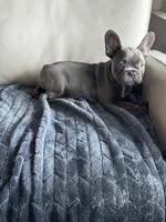 Holly , a female French Bulldog for sale in Houston, TX – 3 of 7
