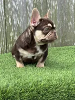 Nico, a male French Bulldog for sale in Houston, TX – 4 of 6
