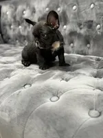 Patrick, a male French Bulldog for sale in Houston, TX – 4 of 6