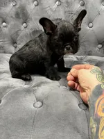 Patrick, a male French Bulldog for sale in Houston, TX – 5 of 6
