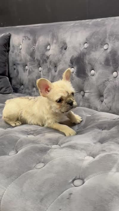 Henry, a male French Bulldog for sale in Houston, TX – 5 of 5