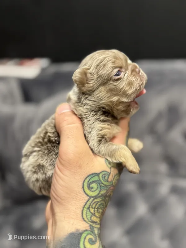 Ted – French Bulldog puppy for sale in Houston, TX