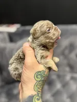 Ted, a male French Bulldog for sale in Houston, TX – Photo 1 of 8