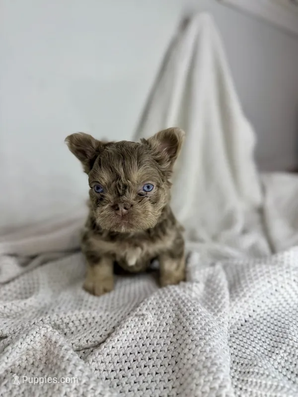 Ted – French Bulldog puppy for sale in Houston, TX