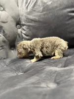 Ted, a male French Bulldog for sale in Houston, TX – Photo 5 of 8