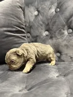 Ted, a male French Bulldog for sale in Houston, TX – Photo 7 of 8