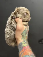 Ted, a male French Bulldog for sale in Houston, TX – Photo 6 of 8